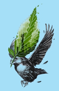 The Messenger