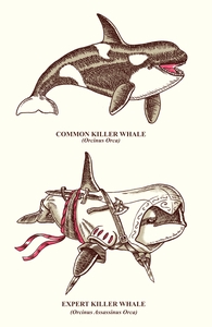 Expert Killer