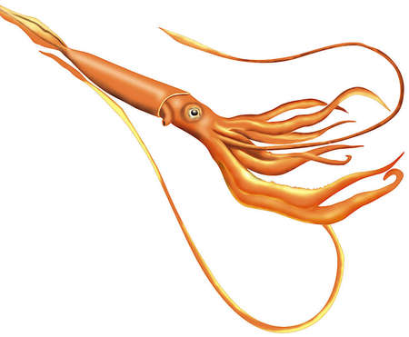 Giant squid