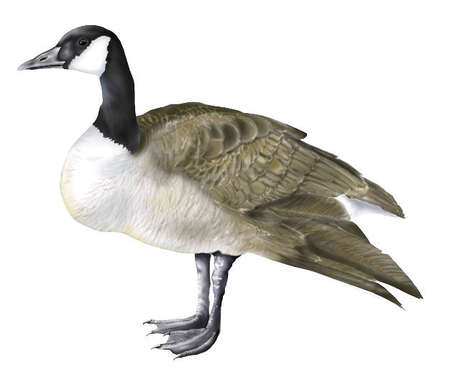 Canada goose