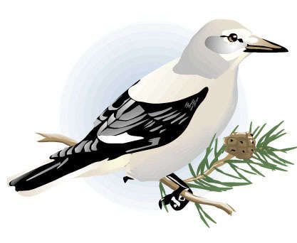 Clark's nutcracker