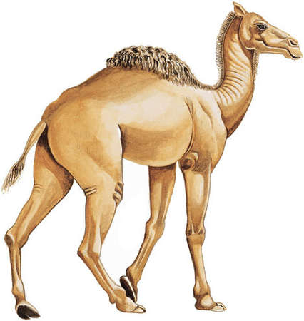 Camel