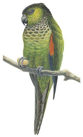 Rock parakeet (Pyrrhura rupicola)