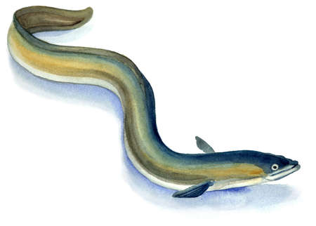 European eel