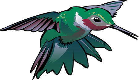 Ruby-throated hummingbird