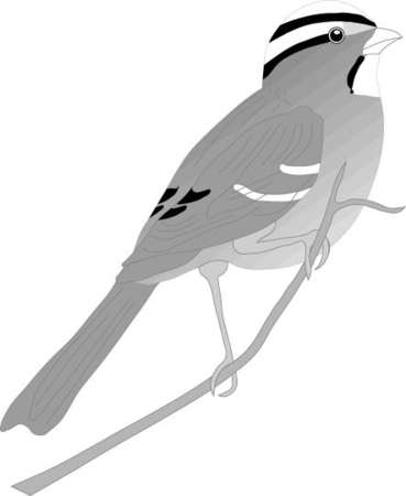White-throated sparrow