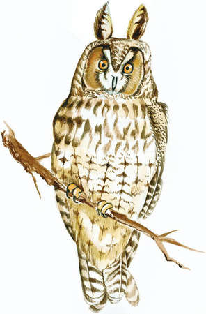 Long-eared owl