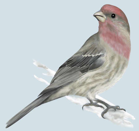 House finch