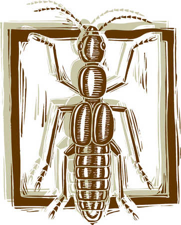 Illustration of insect