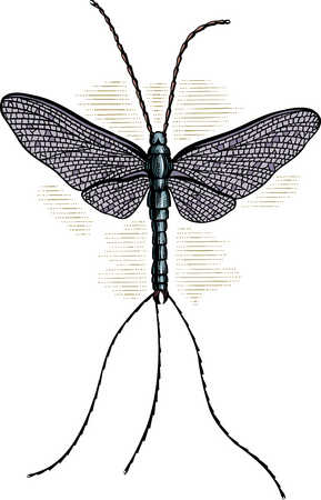 Illustration of insect