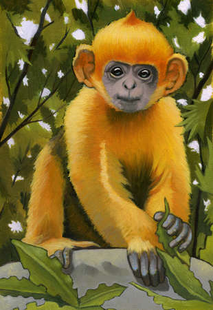 An illustration of a leaf monkey