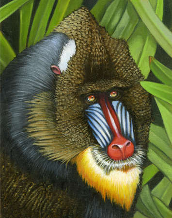 Illustration of a mandrill