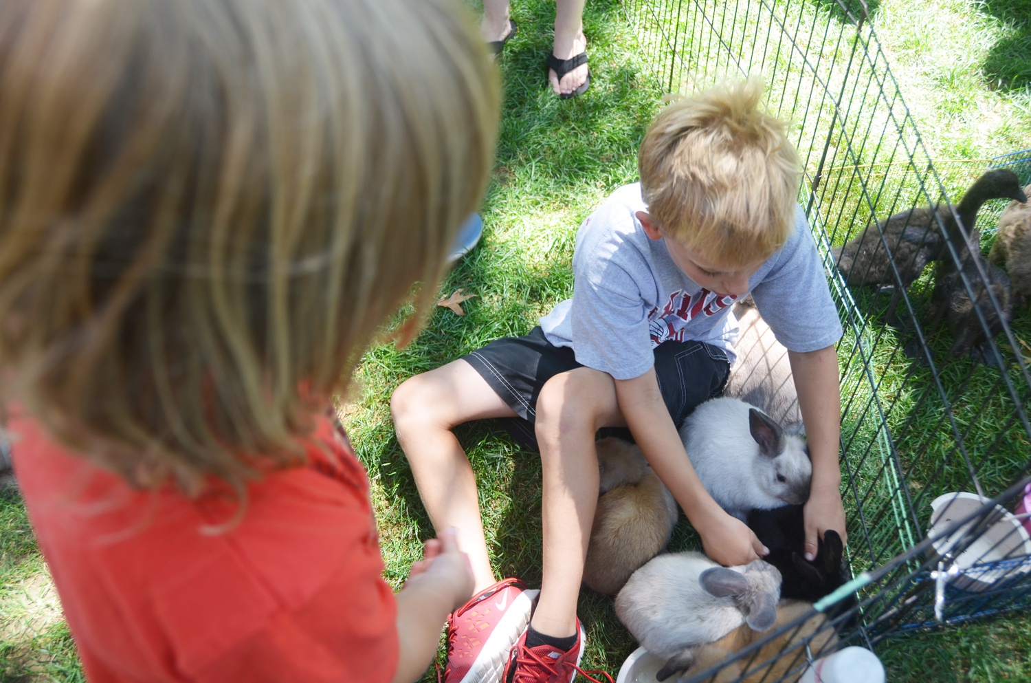 Pet Therapy Multimedia The Harvard Crimson