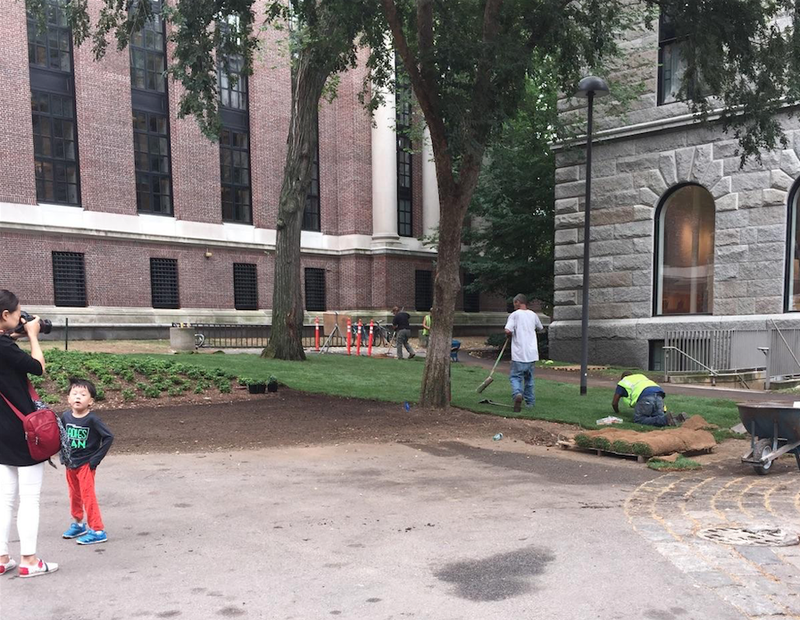 Patches being uprooted from their hometown. 