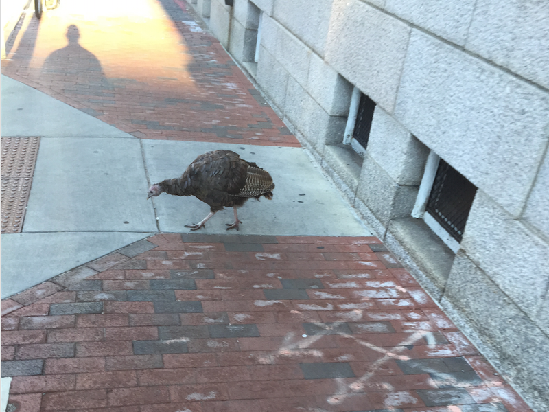 turkey plympton street