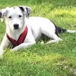 who let the dogs out?