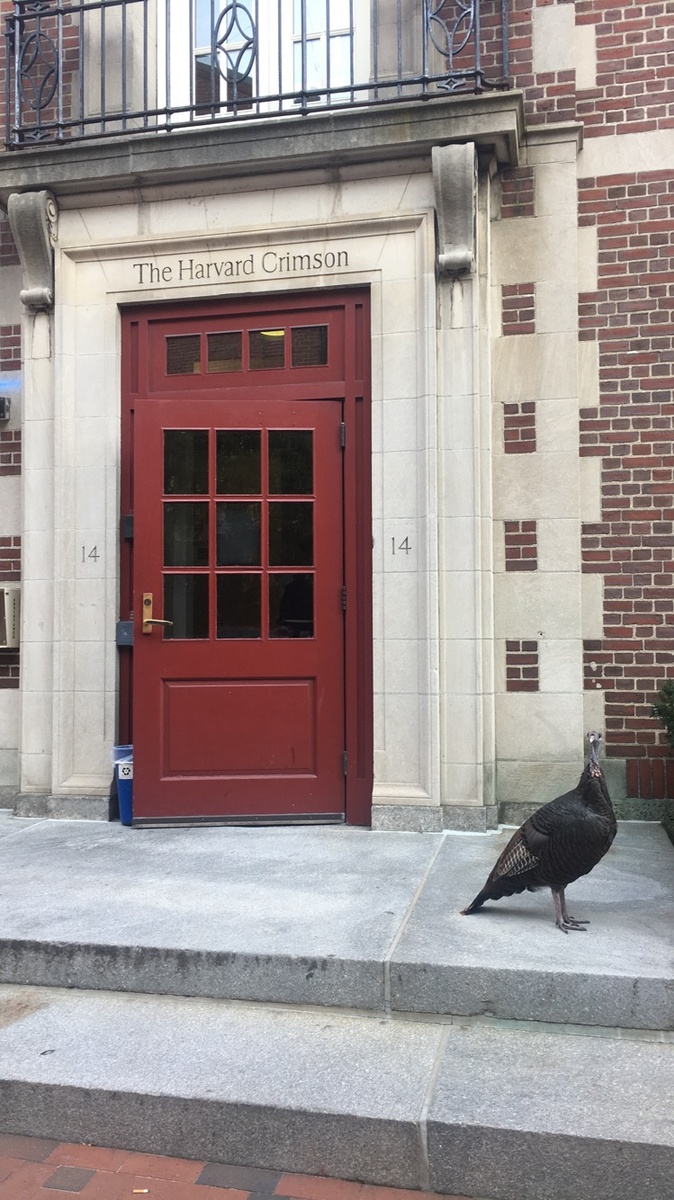 The Harvard Turkey