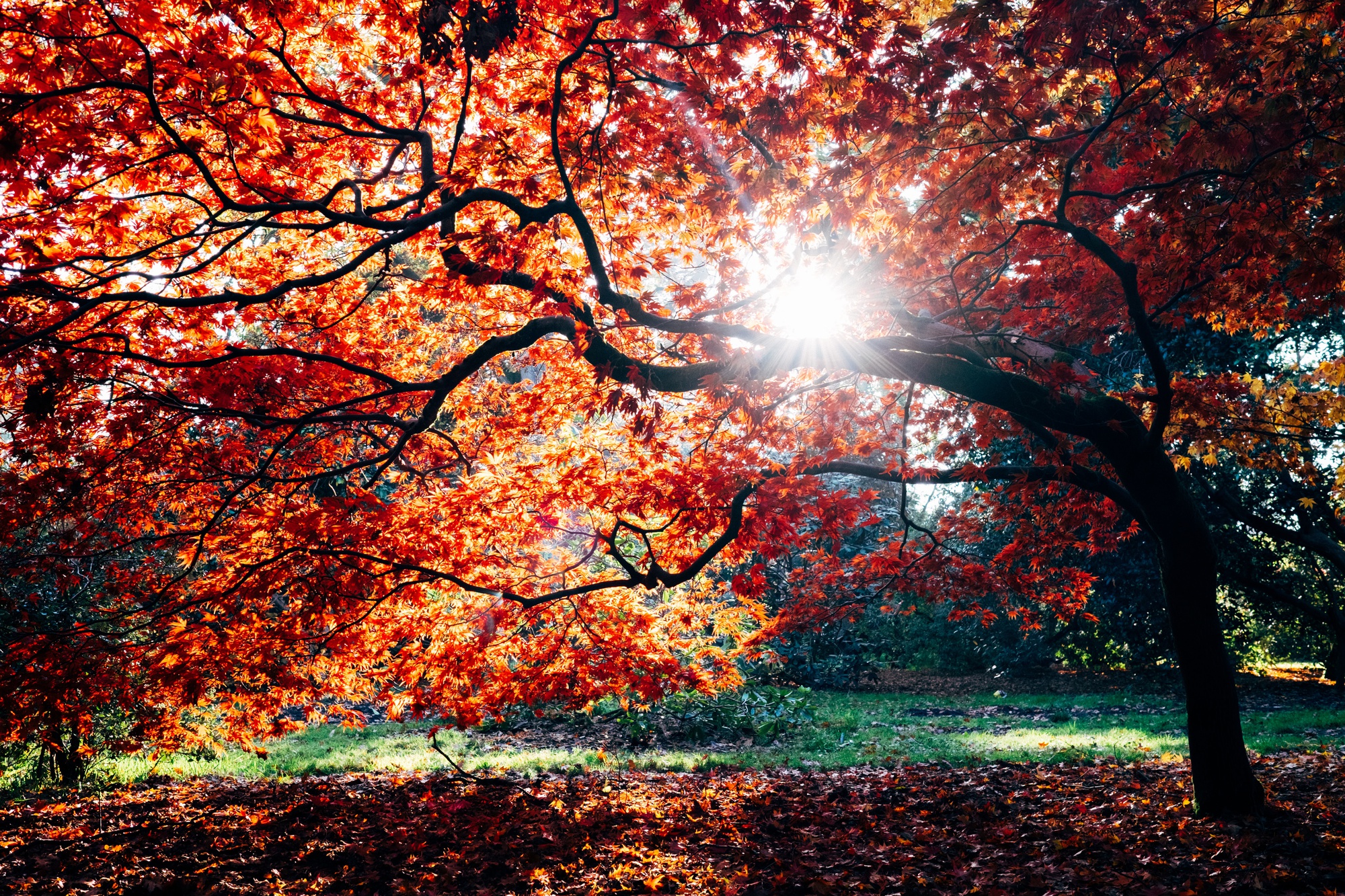 An Autumnal Reflection | Arts | The Harvard Crimson - Vimarsana News