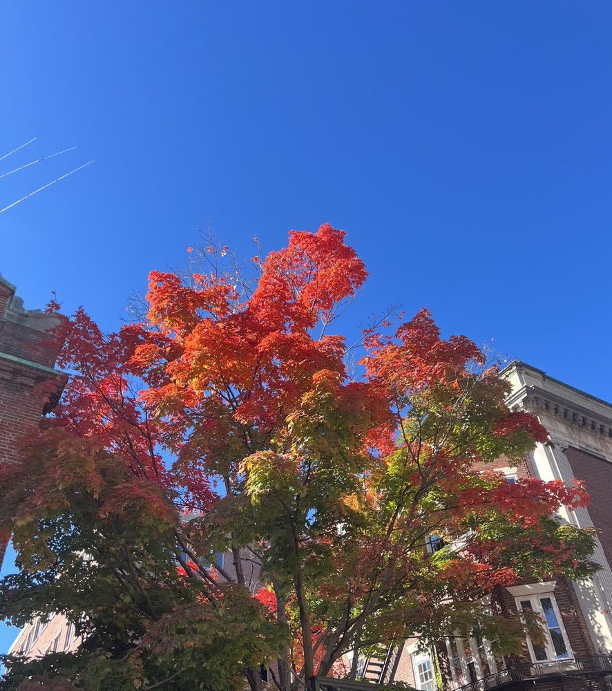 Japanese Maple outside 14P