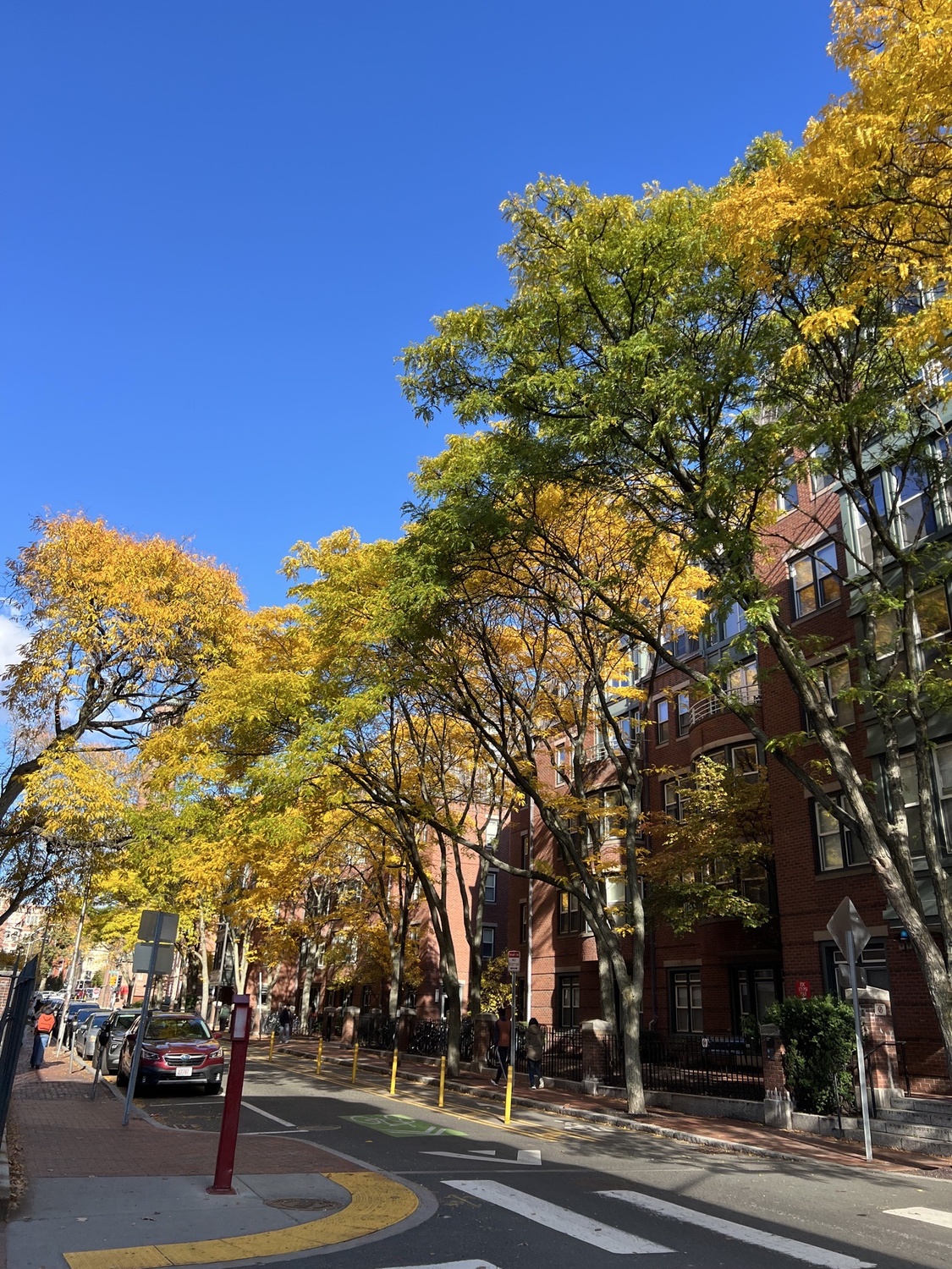 DeWolfe Street Trees.