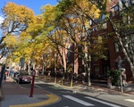 DeWolfe Street Trees