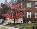 Lesley University Tree