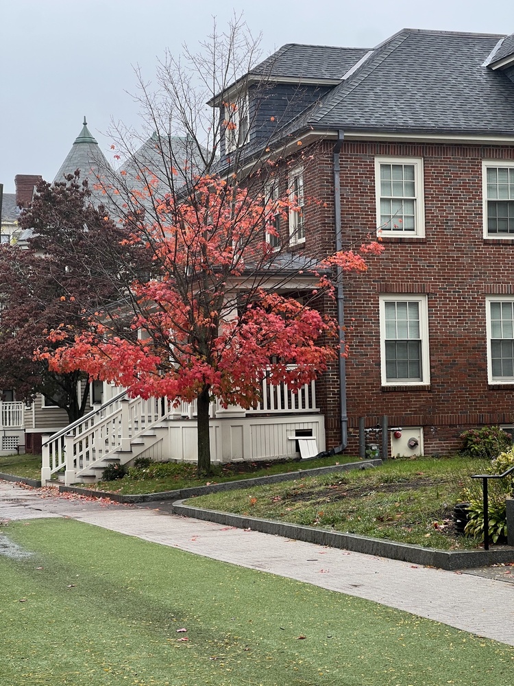 Lesley University Tree