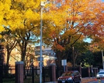 Quincy Street Trees