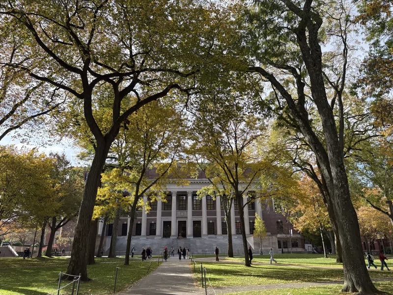 Tercentenary Theatre Trees
