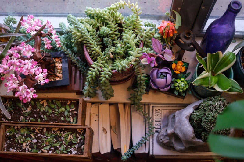 Matt Reichert Plants