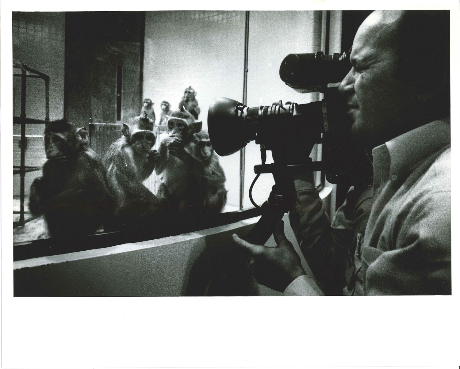 A group of primates at the NEPRC.