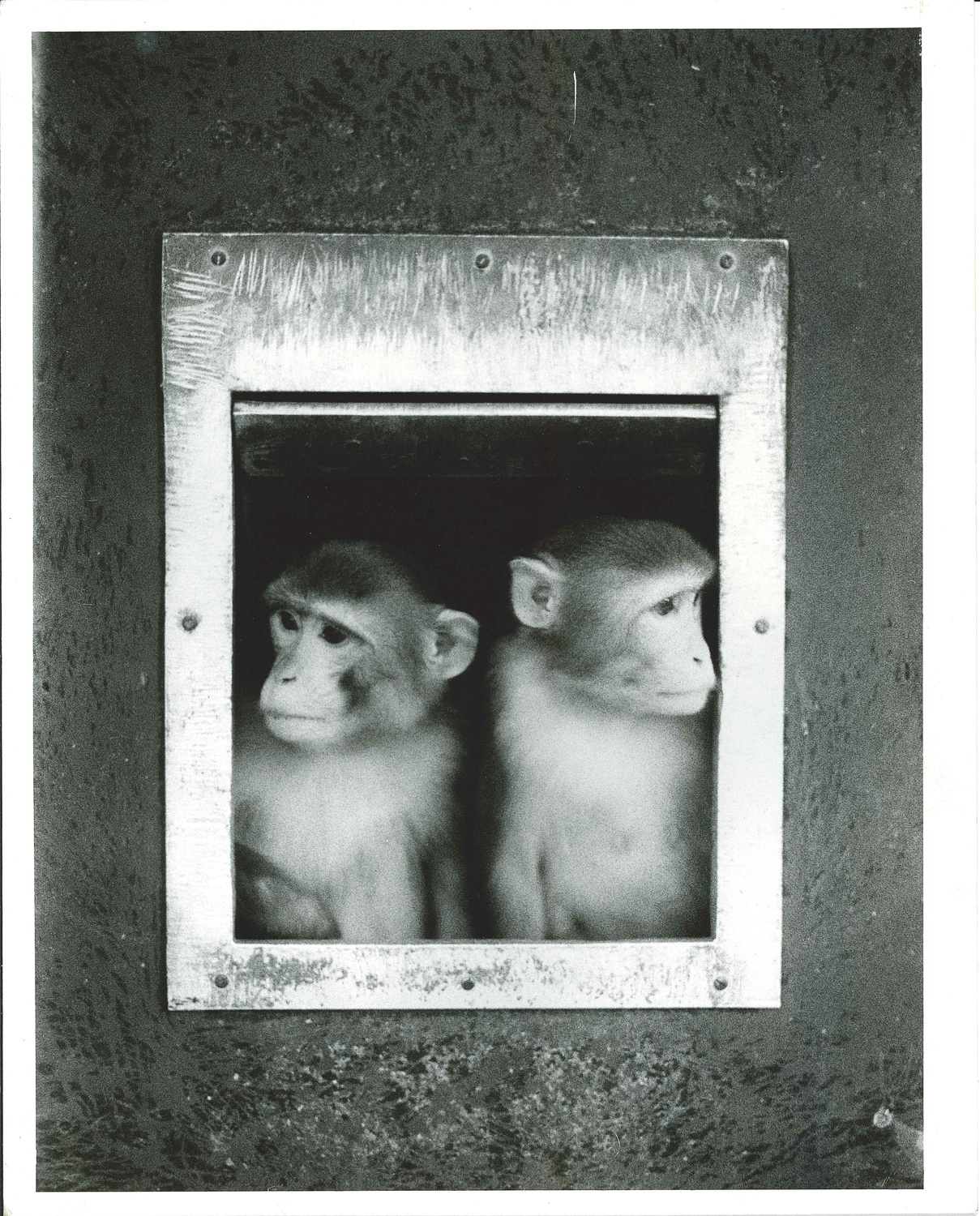 Two primates at the NEPRC.