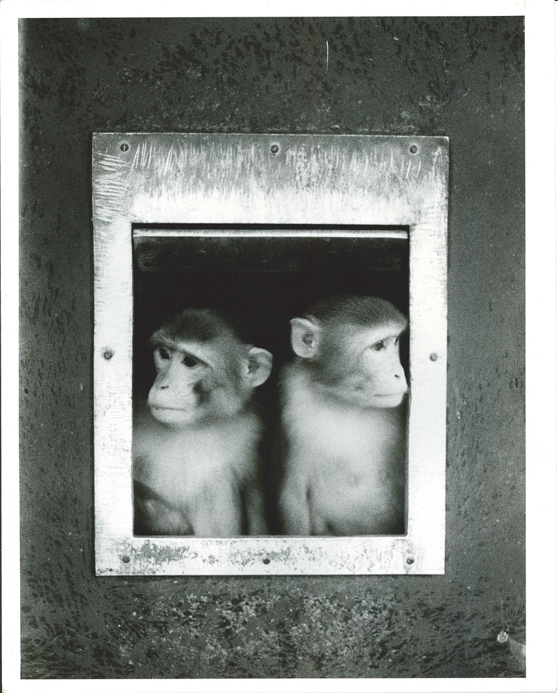 Two primates at the NEPRC.