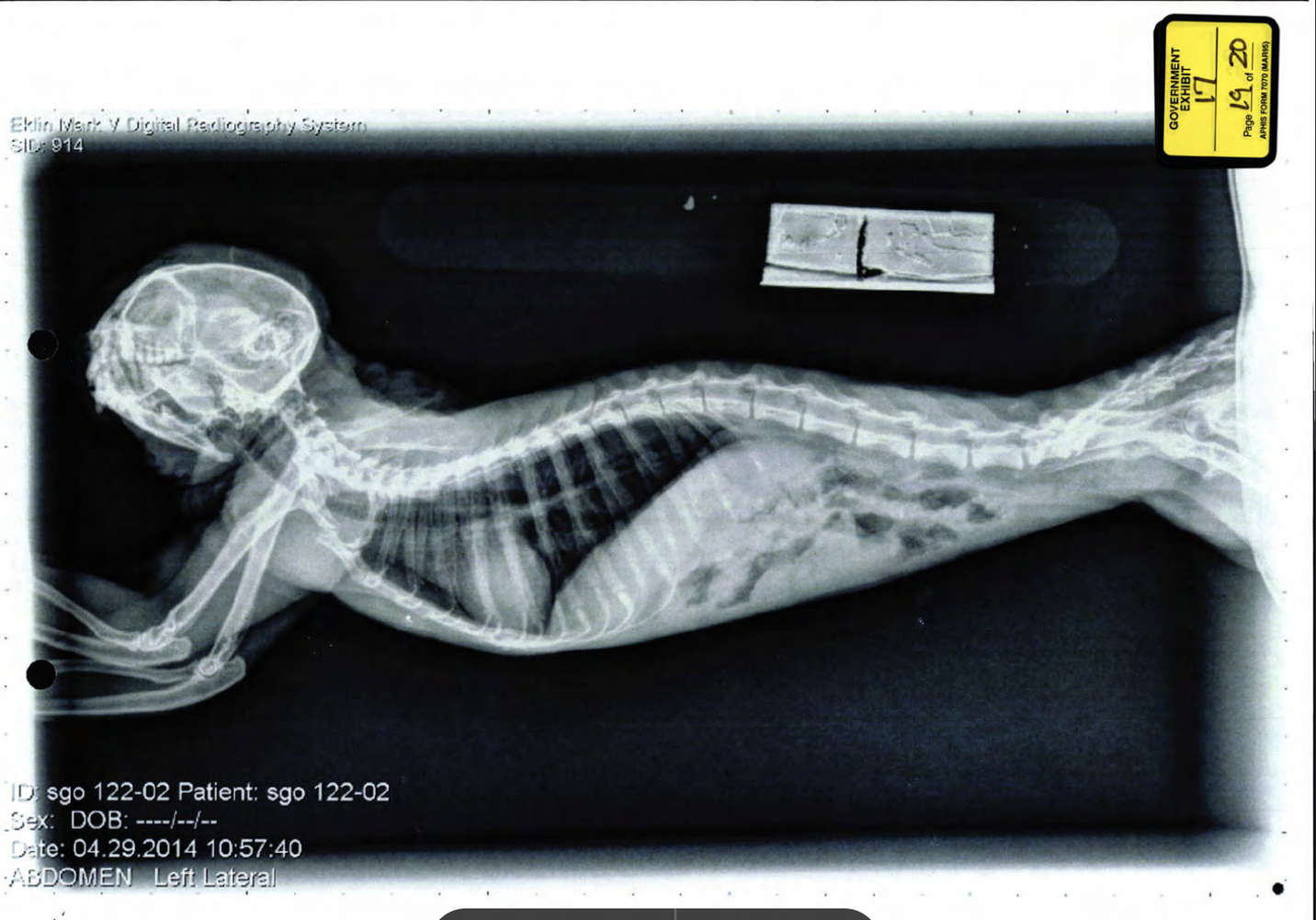 An x-ray of one of the cotton-top tamarins shipped to the Oregon Zoo. The Crimson obtained the x-rays through a public records request to the USDA Animal and Plant Health Inspection Service.