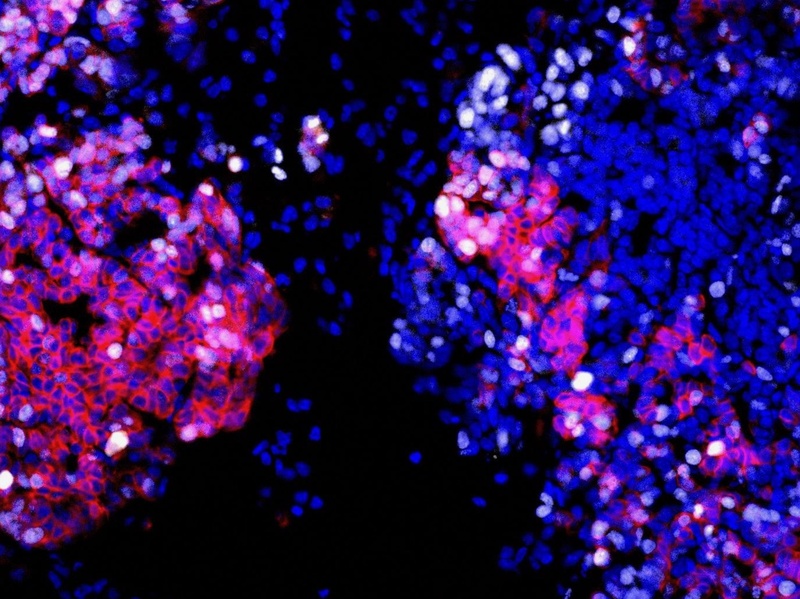 War on Science Image