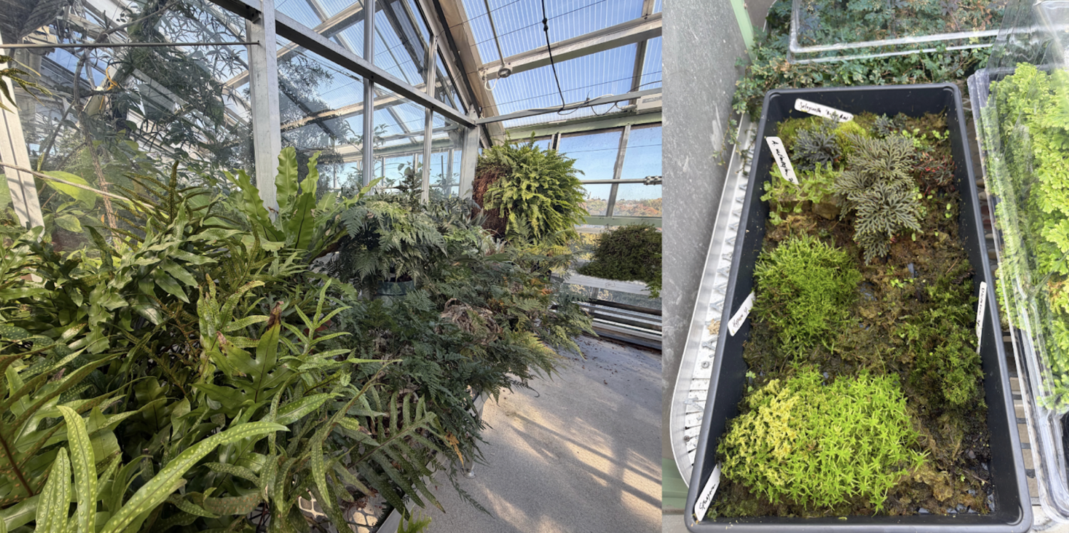 This diverse set of ferns (left) and mosses (right) from across the world helps teach plant physiology and biodiversity classes at Harvard.