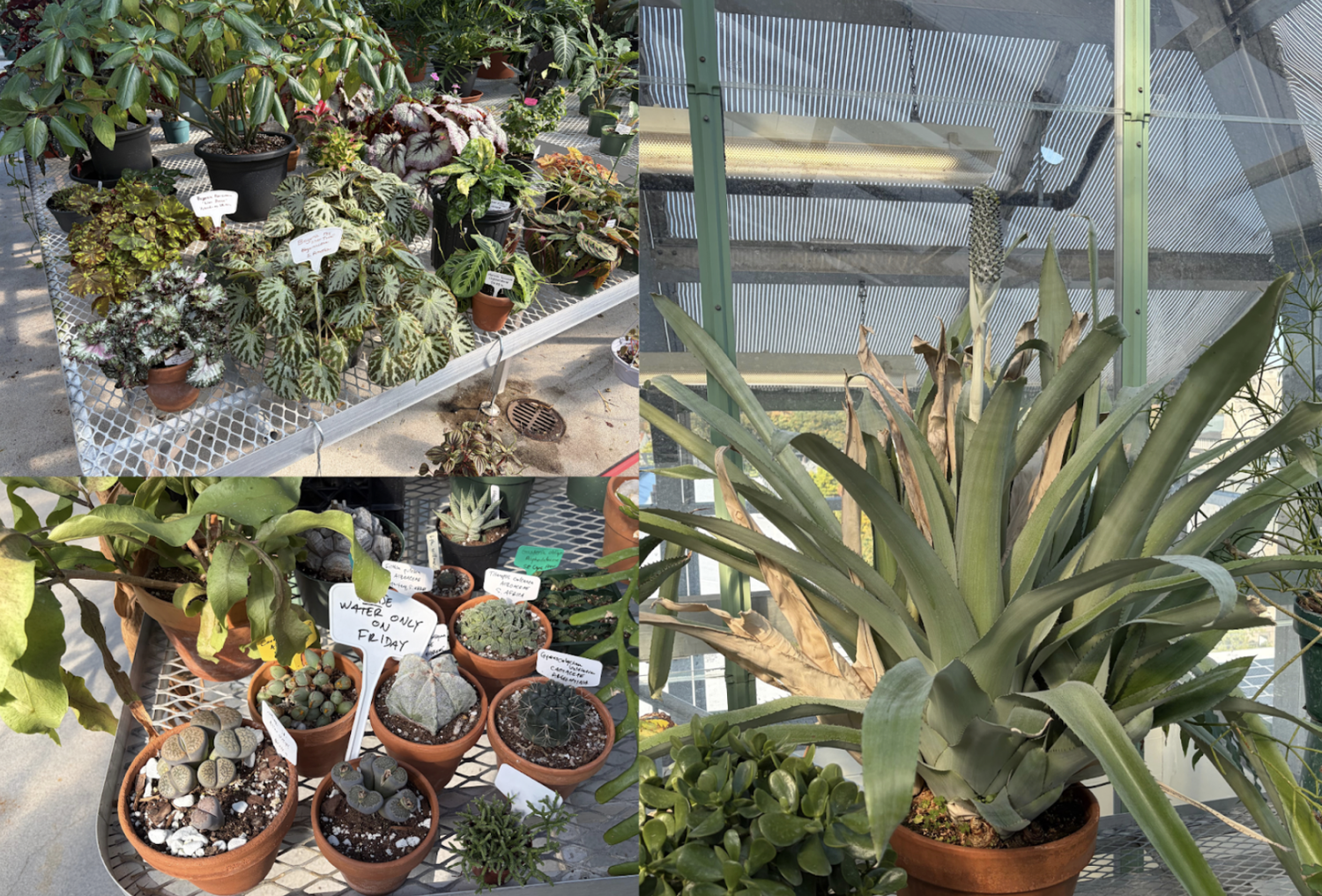From top left to right, the tropical plants, succulents, and pineapple (yes, you read that correctly!) all require very different climate conditions that aren't the typical New England weather.