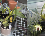 Greenhouse Orchids