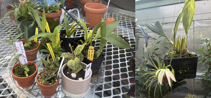 Greenhouse Orchids
