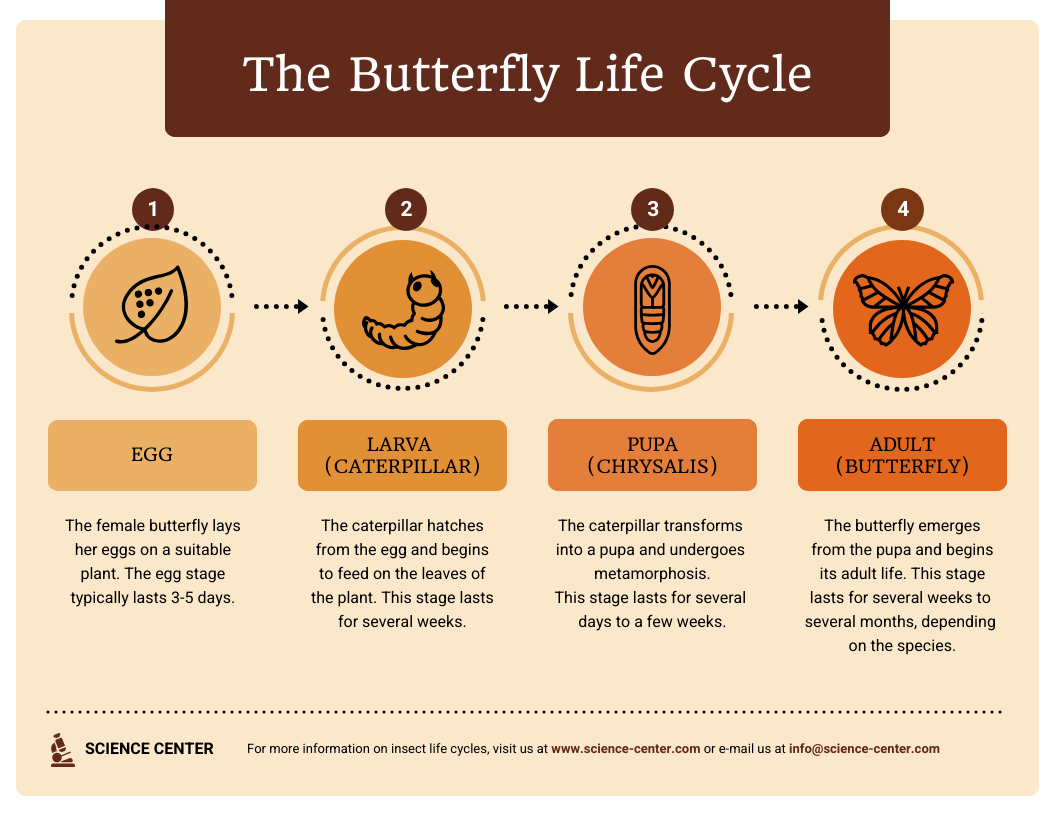 Life Cycle Infographic