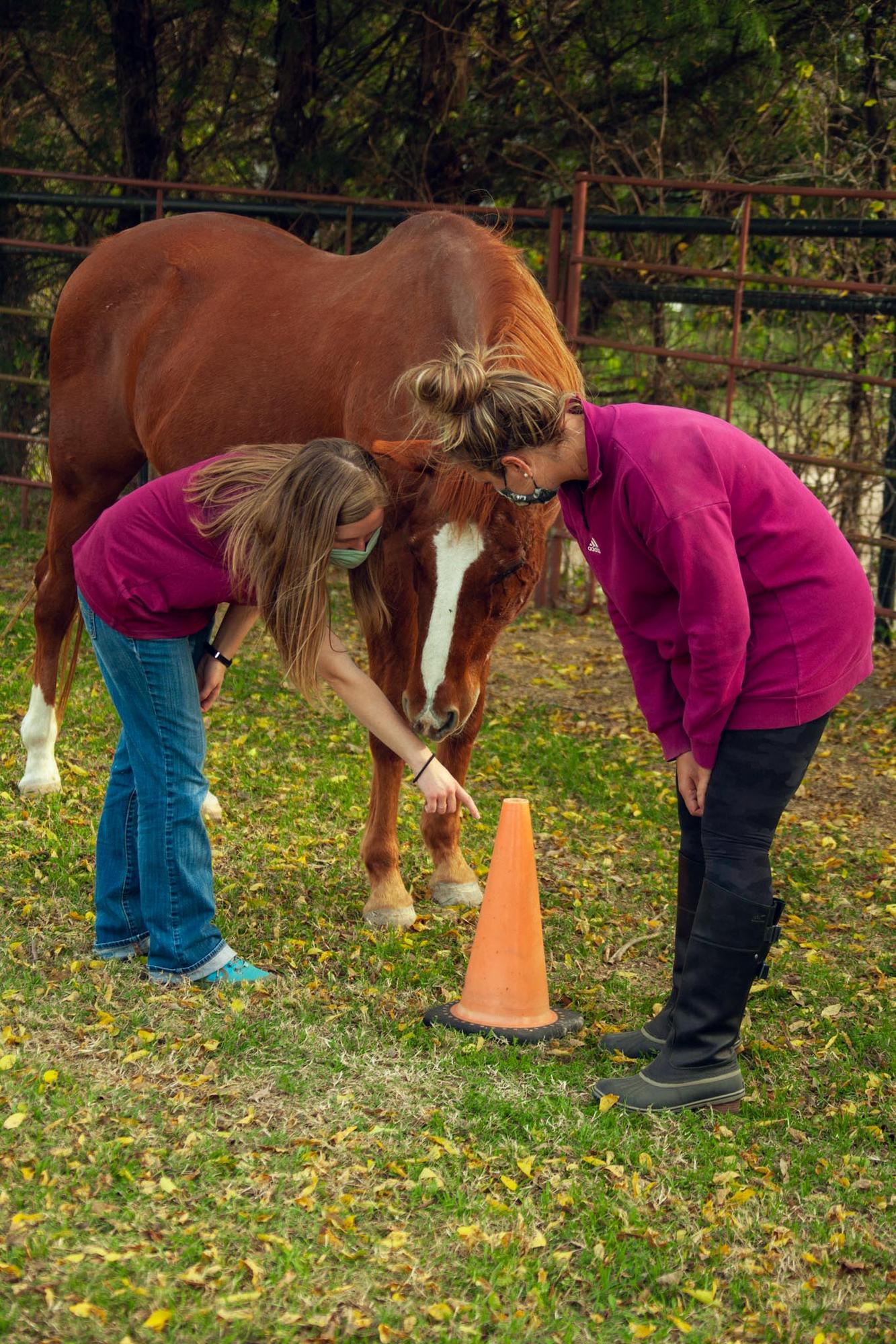 Introduction to Equine Assisted Mental Health Tickets in