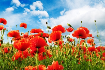 Spring poppies