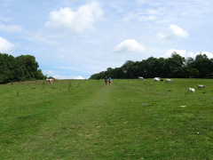 Senlac Hill
