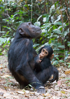 chimpanzees