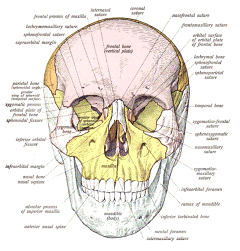 skull