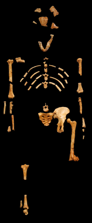 Lucy (Australopithecus)