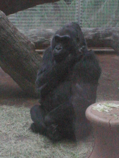Colo (gorilla)