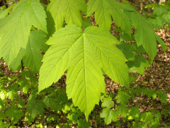 maple