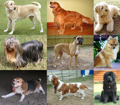 dog