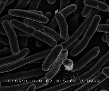bacteria